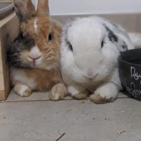 lapins